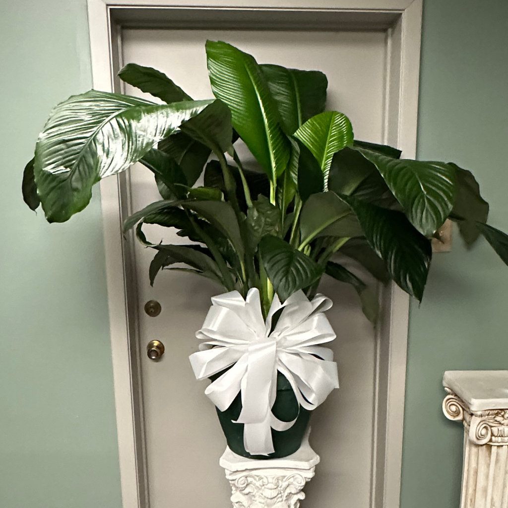 Plants