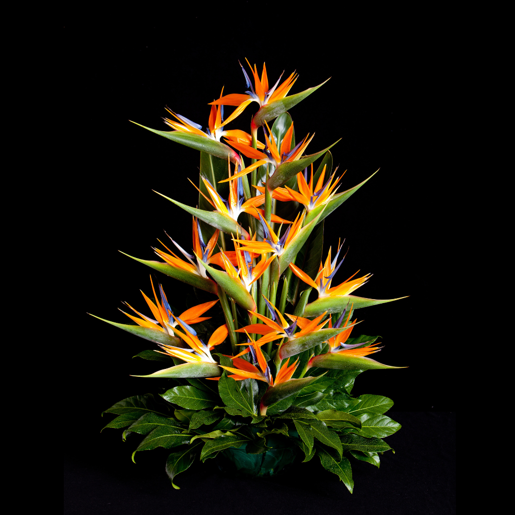 Tropicals